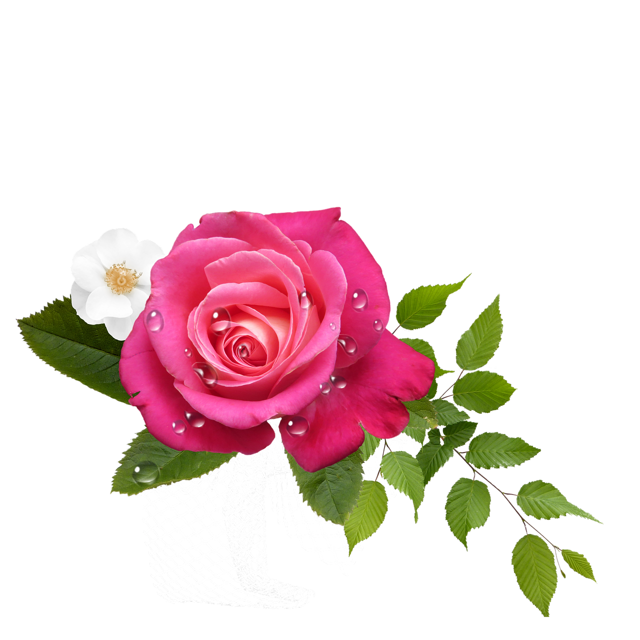 rose flower arrangement free photo