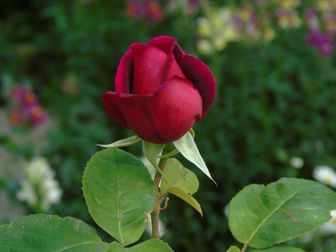 rose bud red free photo