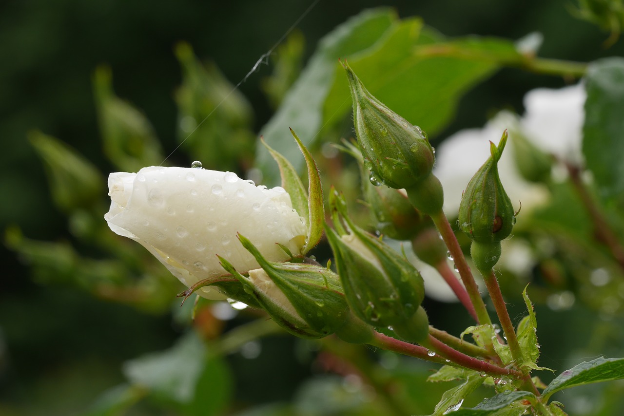 rose white rose green free photo