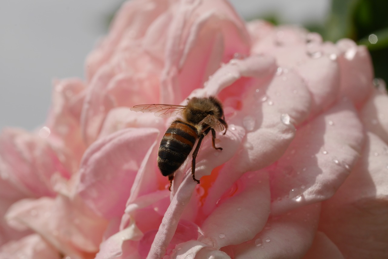 rose pink bee free photo