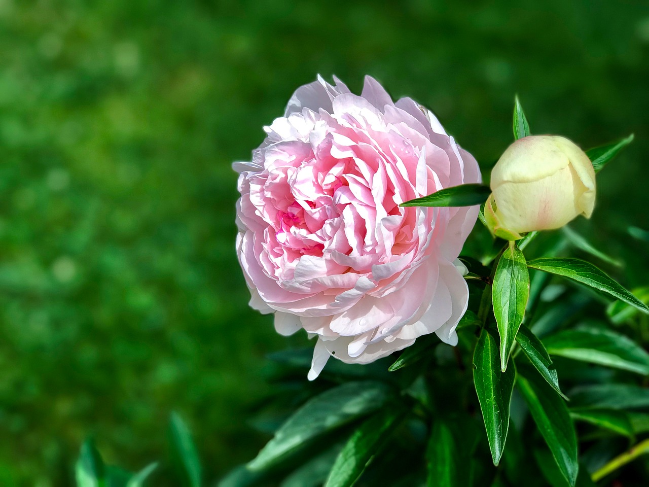 rose peony flower free photo