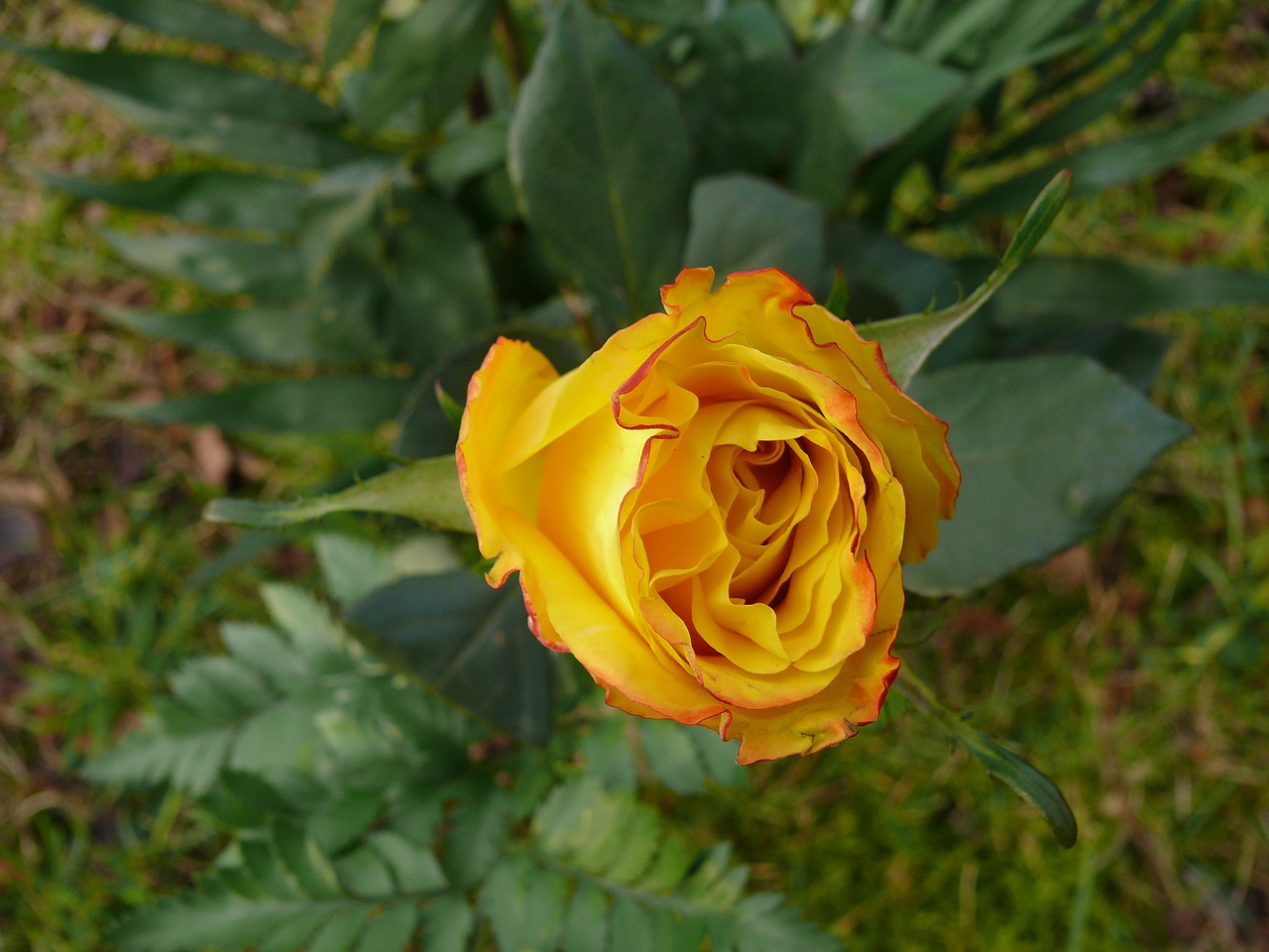 rose yellow flower free photo