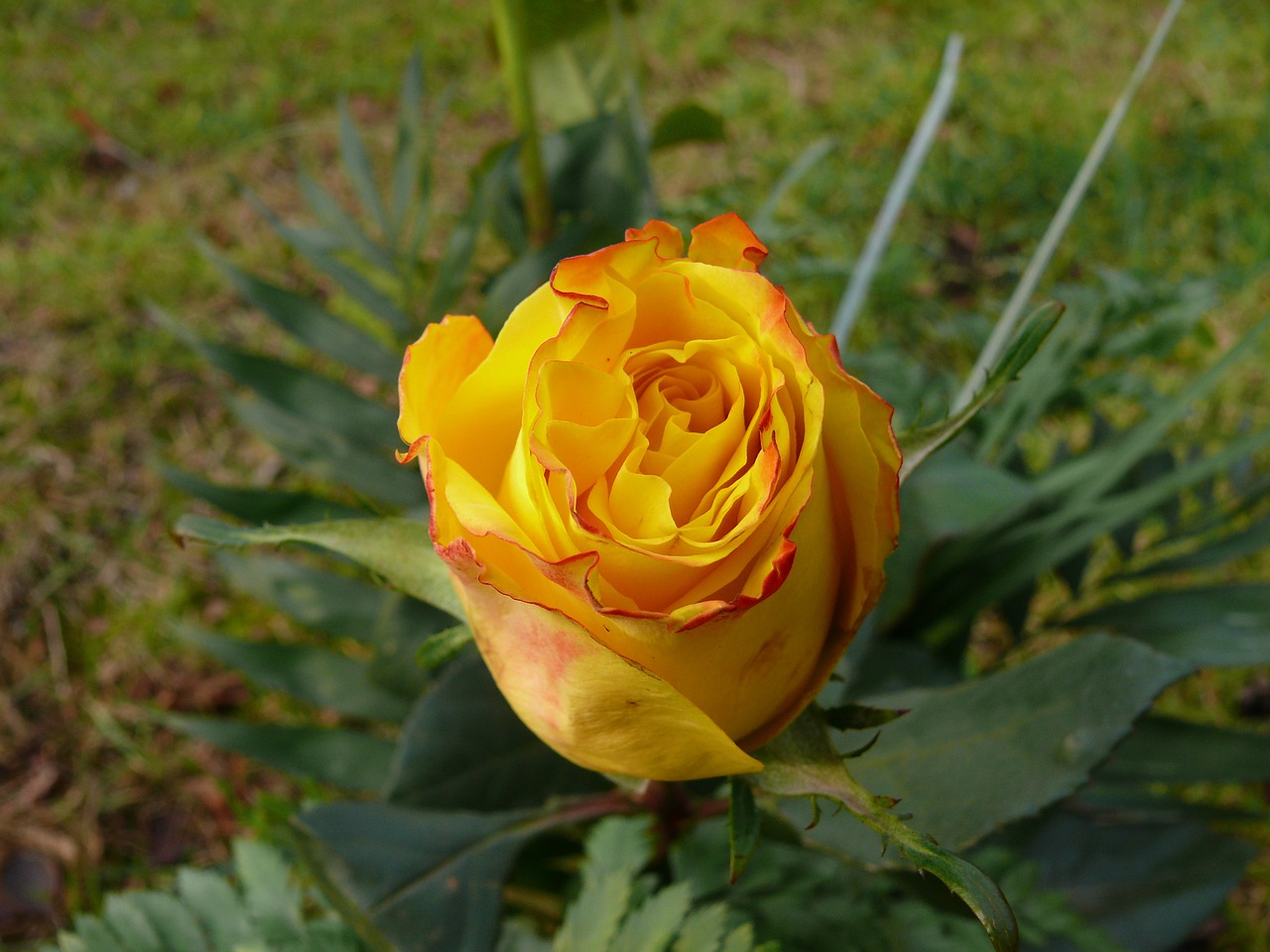 rose yellow rose bloom free photo