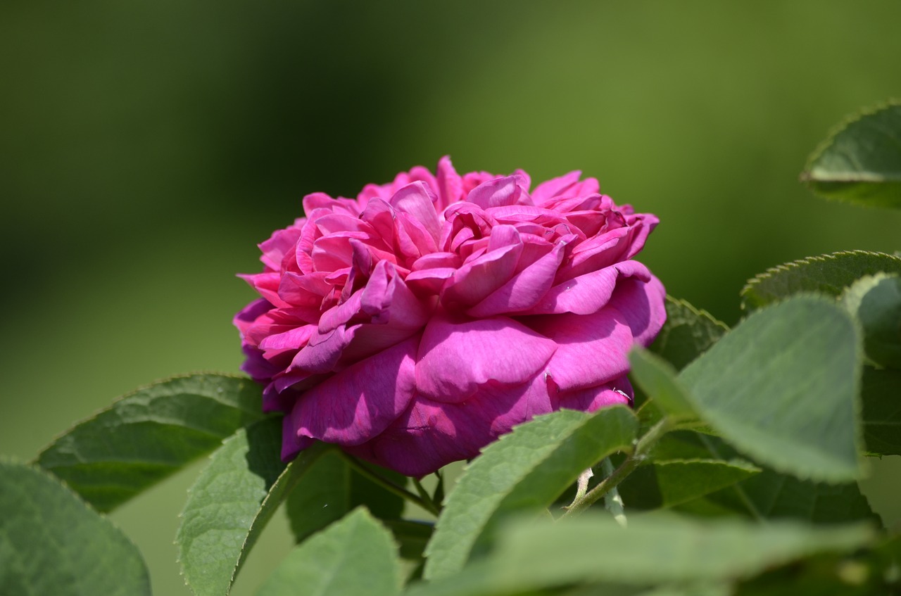 rose flower summer free photo