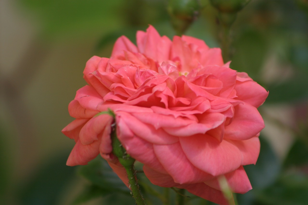 rose rose de resht pink free photo