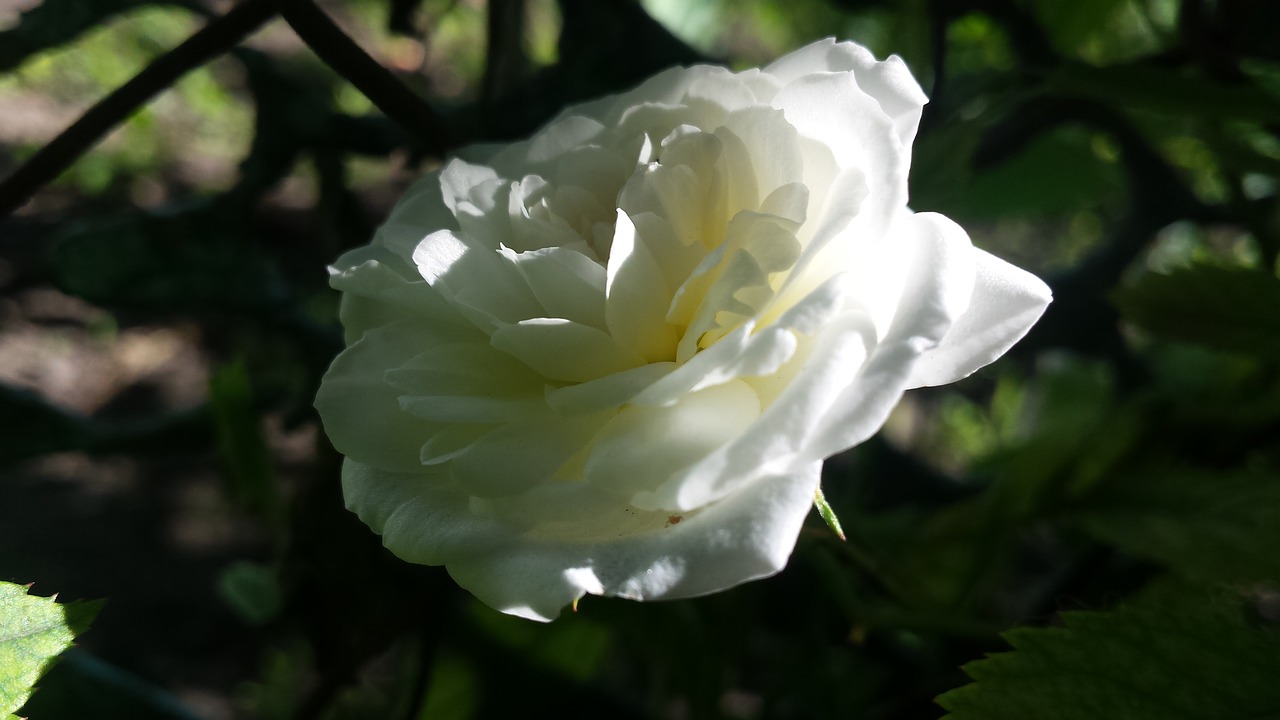 rose white rose flowers free photo