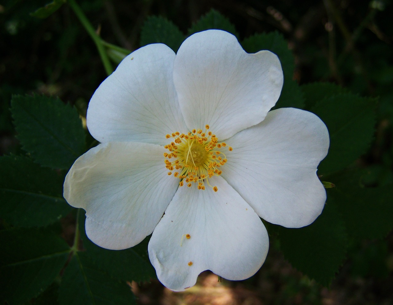 rose white-flowered garden free photo