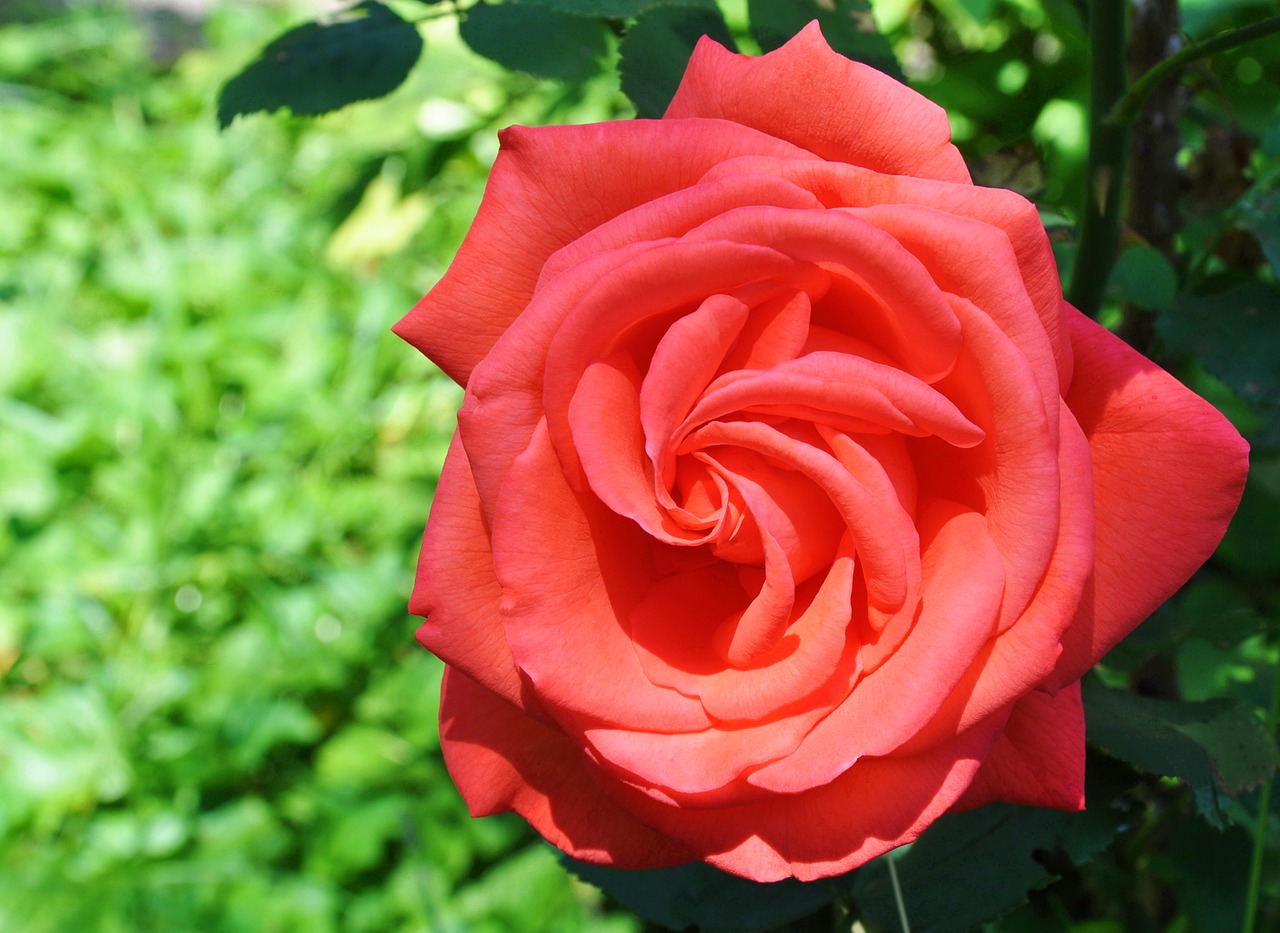 rose red summer free photo