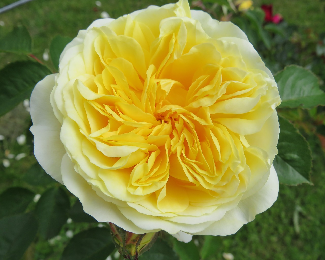 rose yellow flower free photo