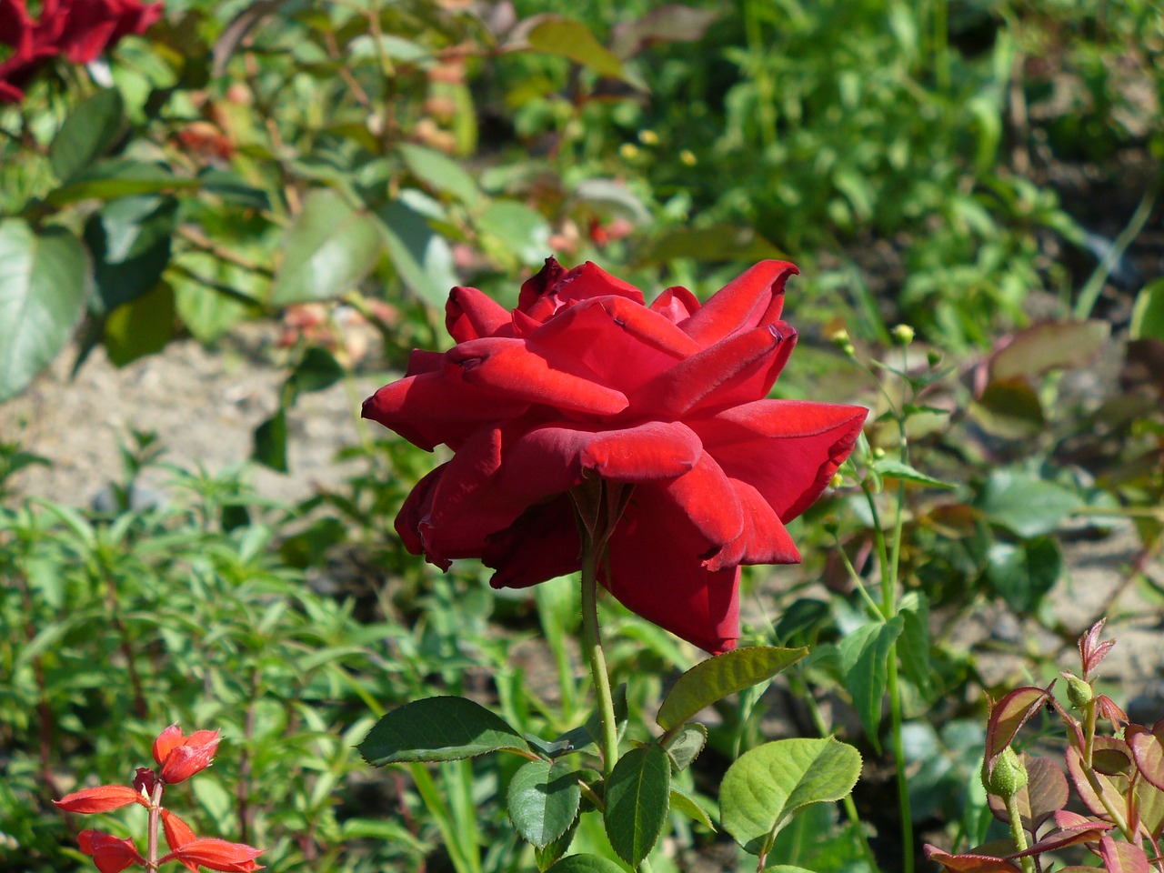 rose petals background free photo