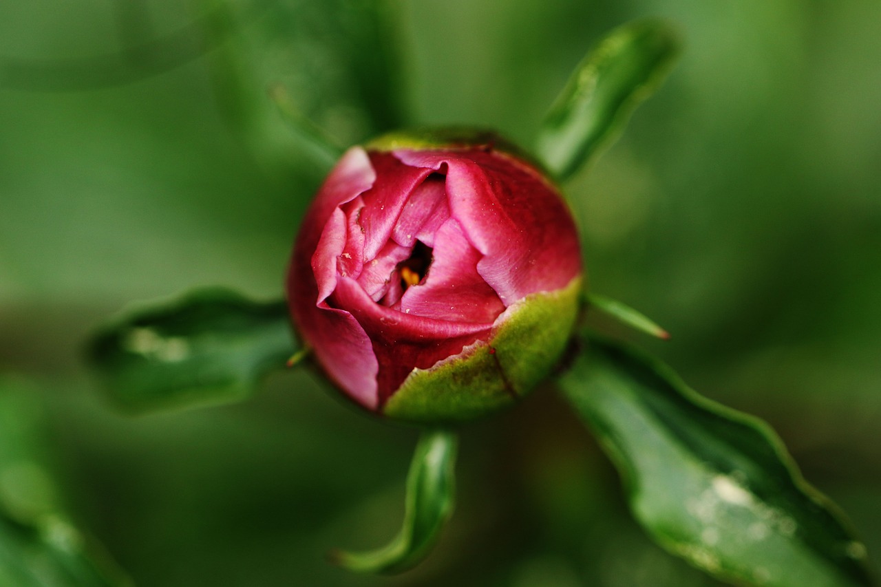 rose rosebud flower free photo