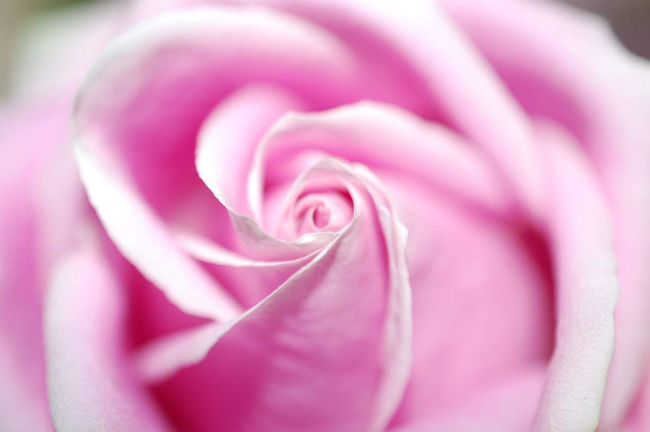 rose pink blossom free photo