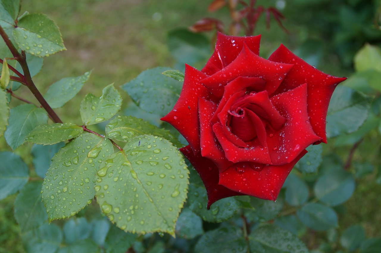 rose drip flower free photo