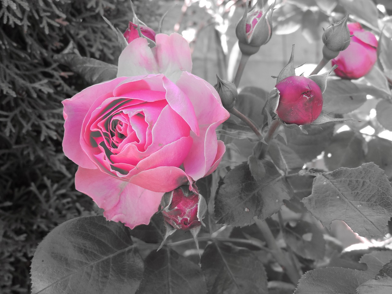 rose rose garden blossom free photo