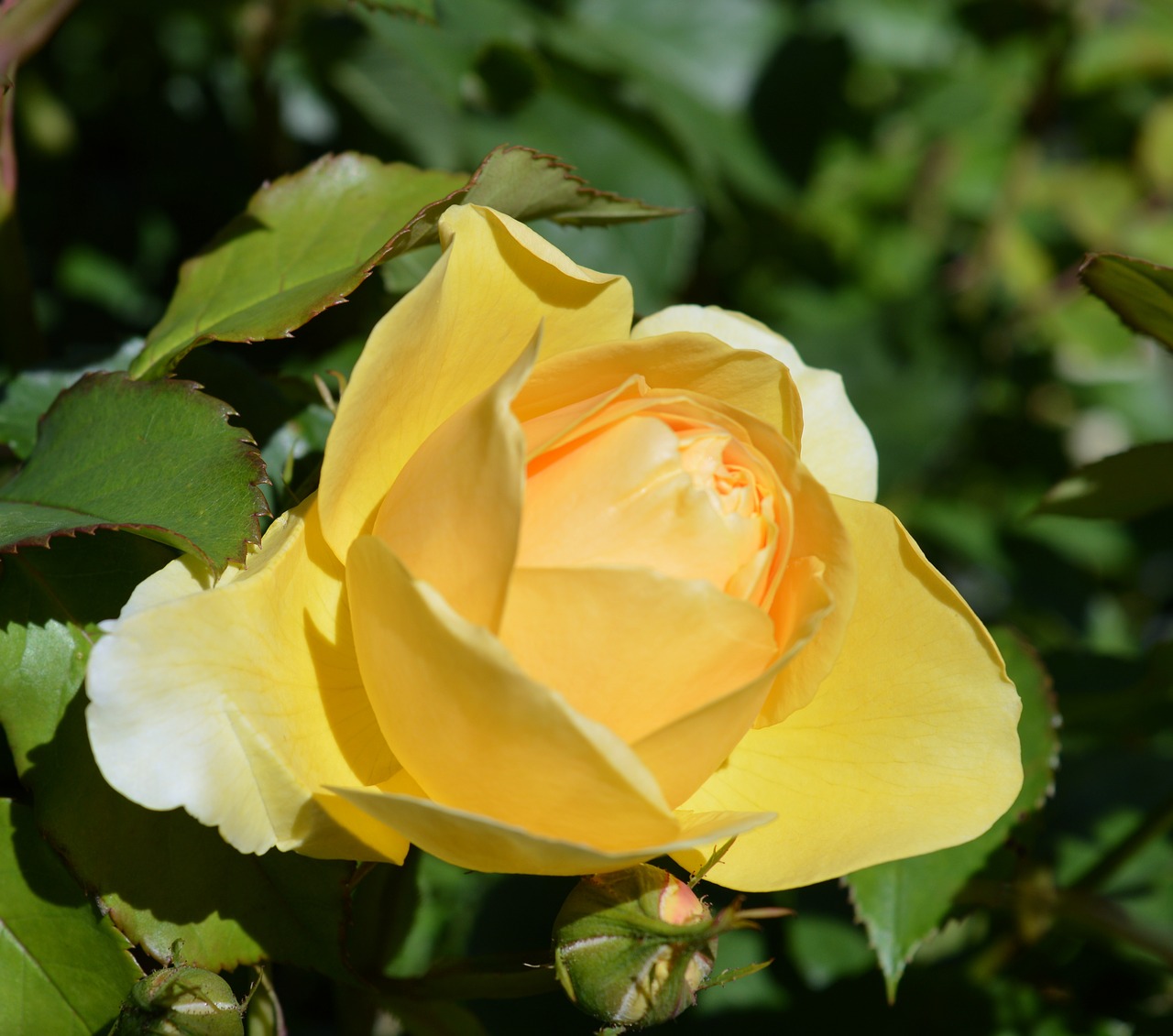 rose floribunda rose bloom free photo