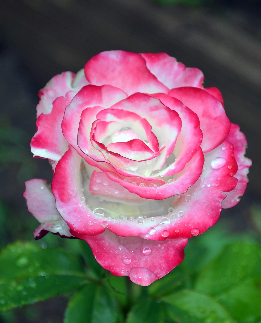 rose flower illustration free photo