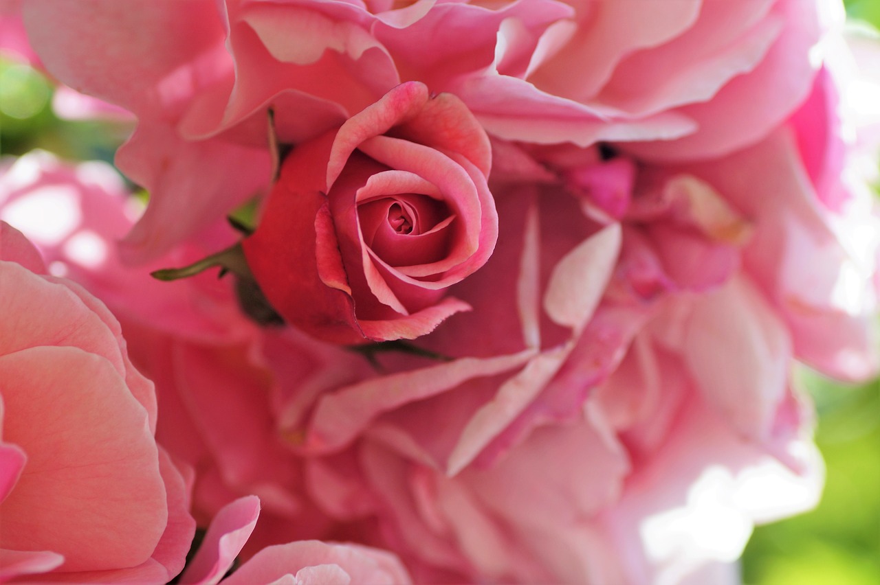 rose bud pink free photo