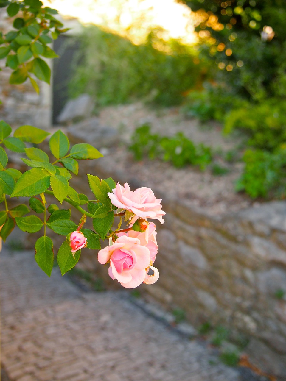 rose summer south free photo