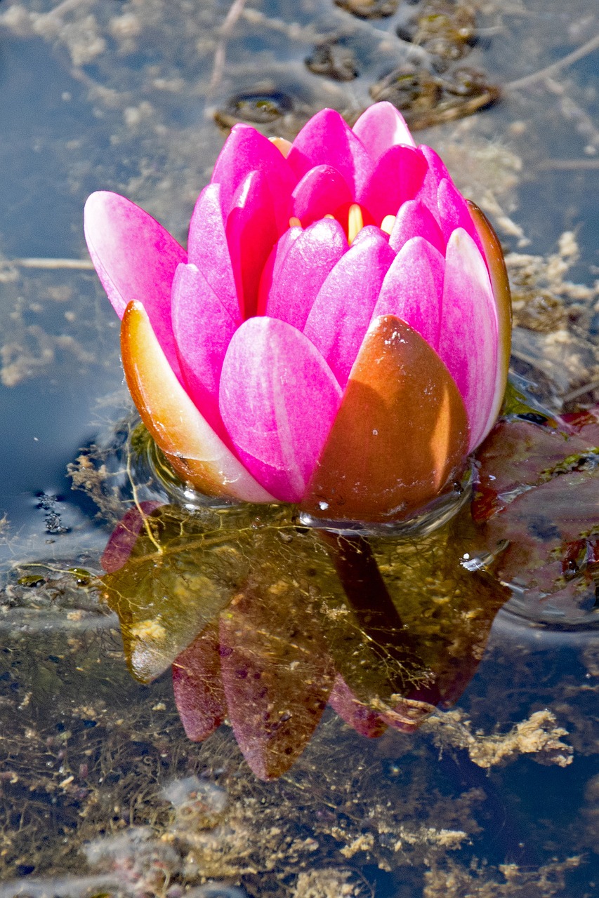 rose water lily flowers free photo