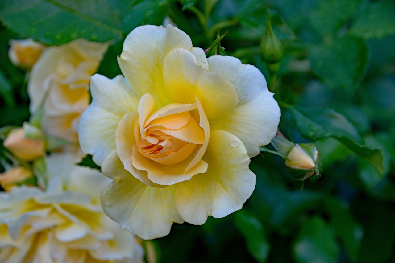 rose romantica floribunda free photo