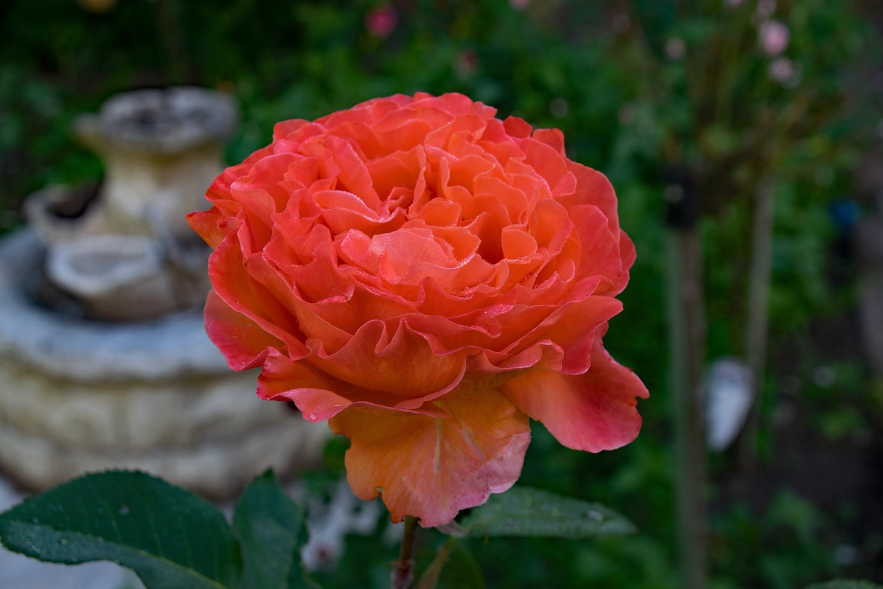 rose tea time floribunda free photo