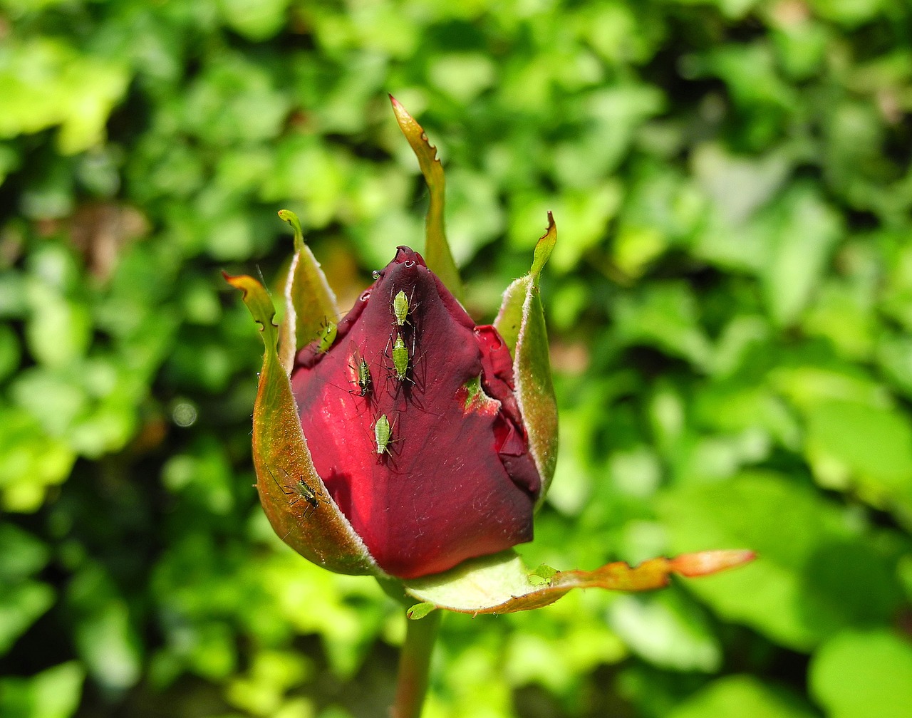 rose rosebud flower free photo