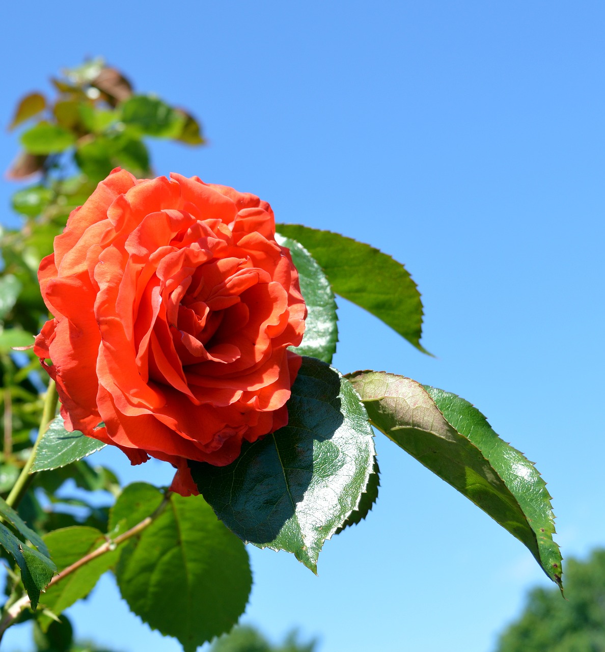 rose floribunda blossom free photo