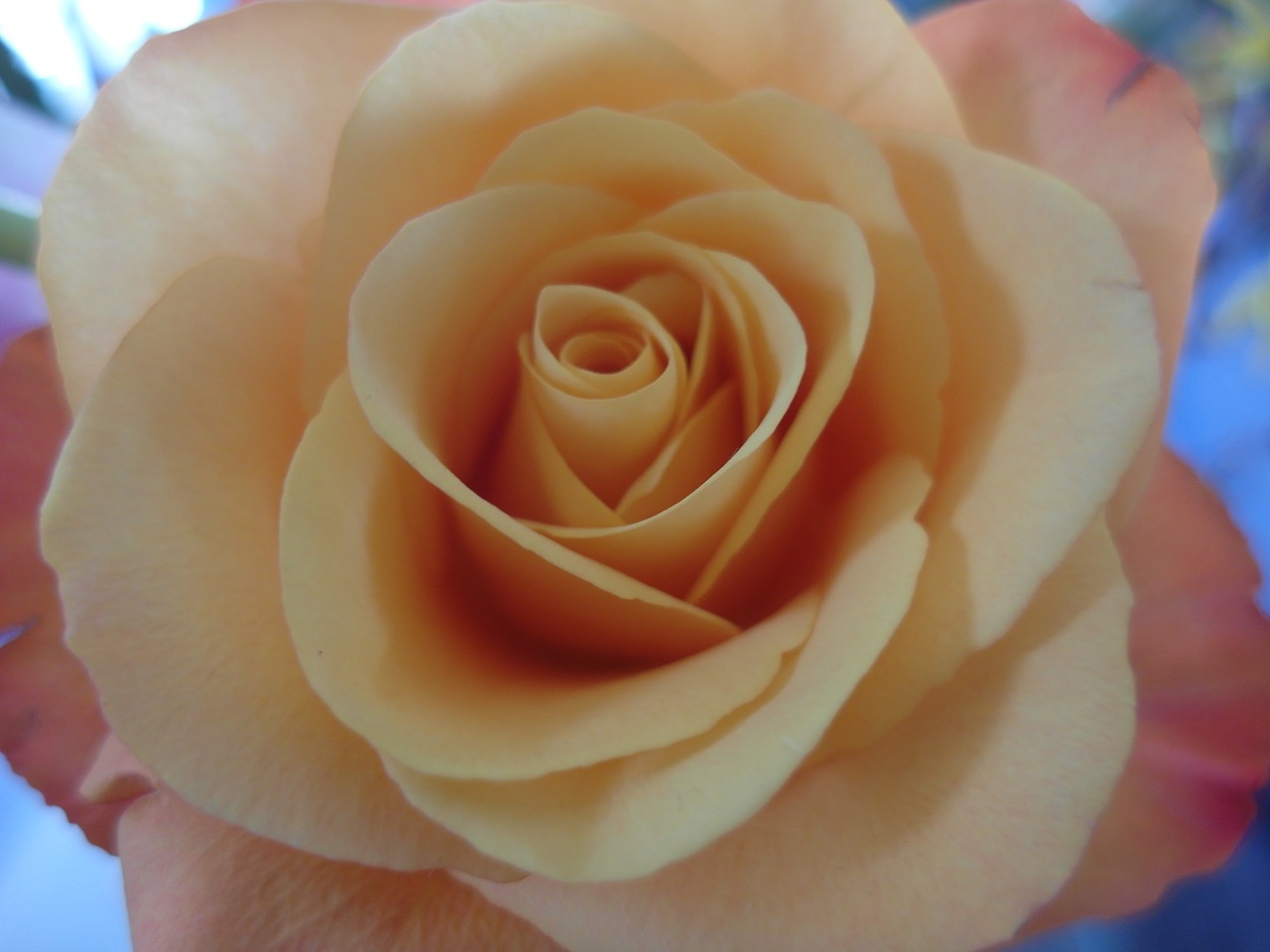 Роза Orange Romantic