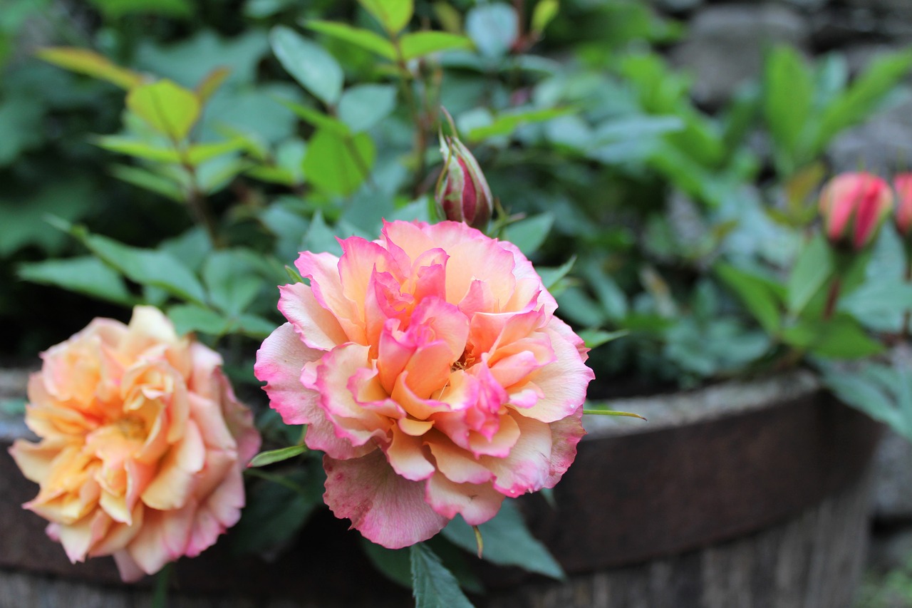 rose petals bloom free photo