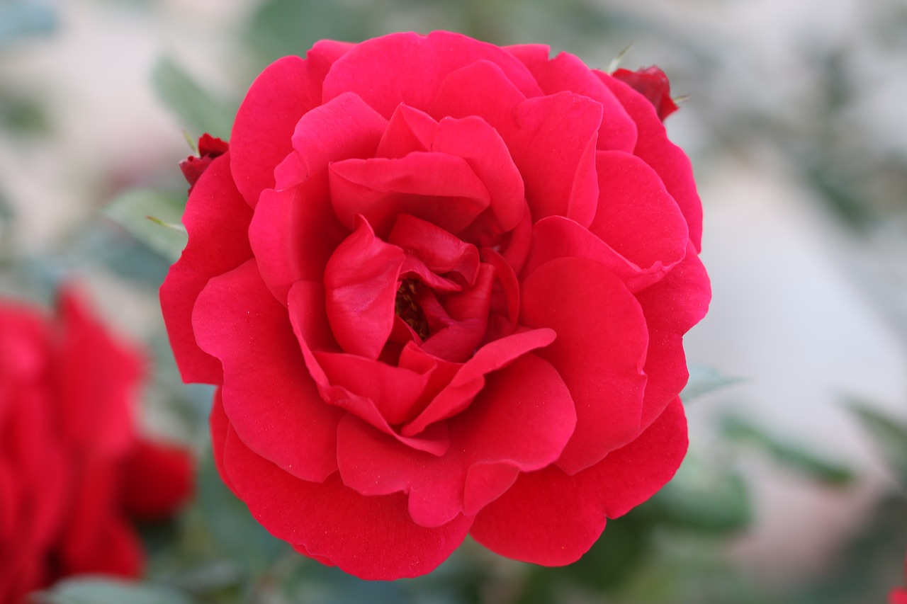 rose red flower free photo