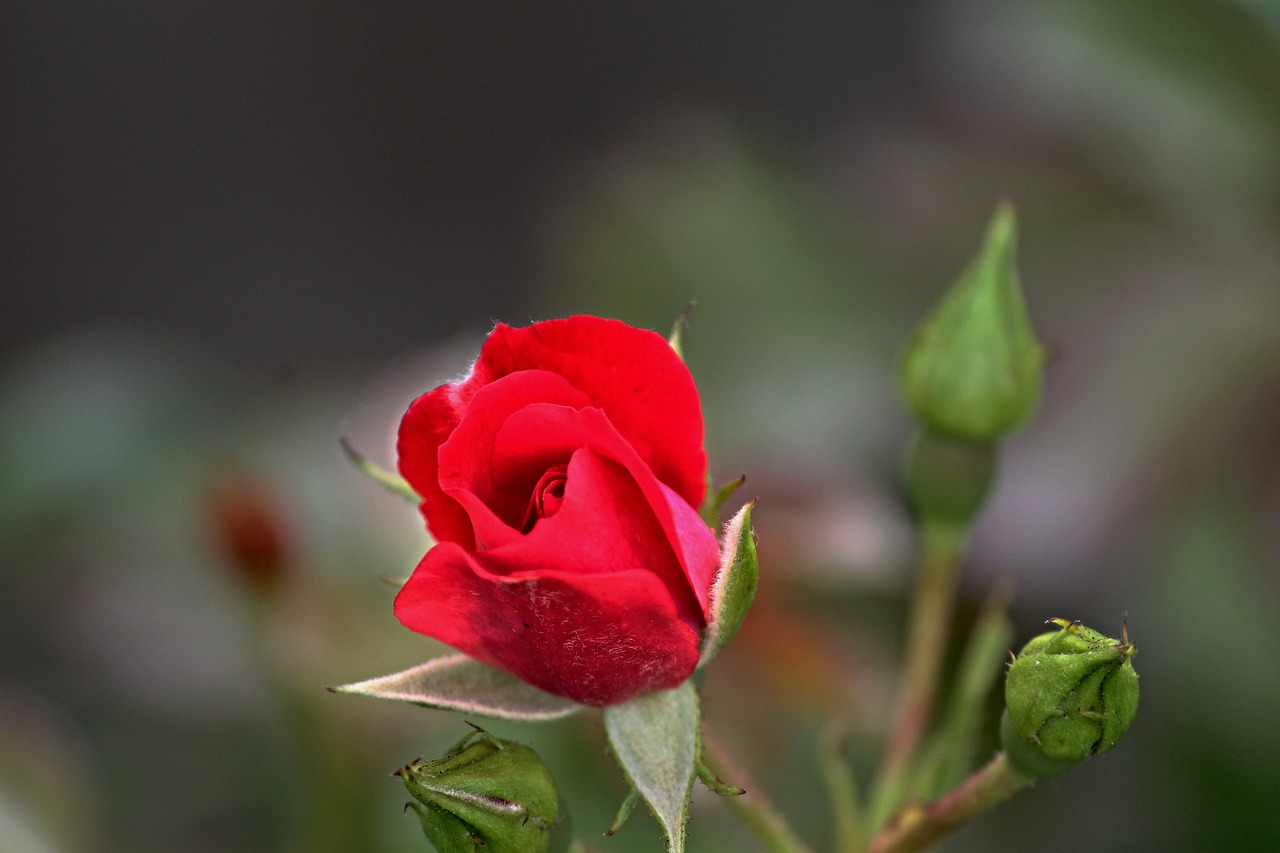 rose red bud free photo