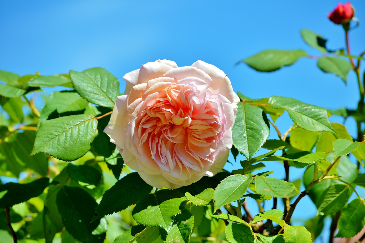 rose rose bush flower free photo