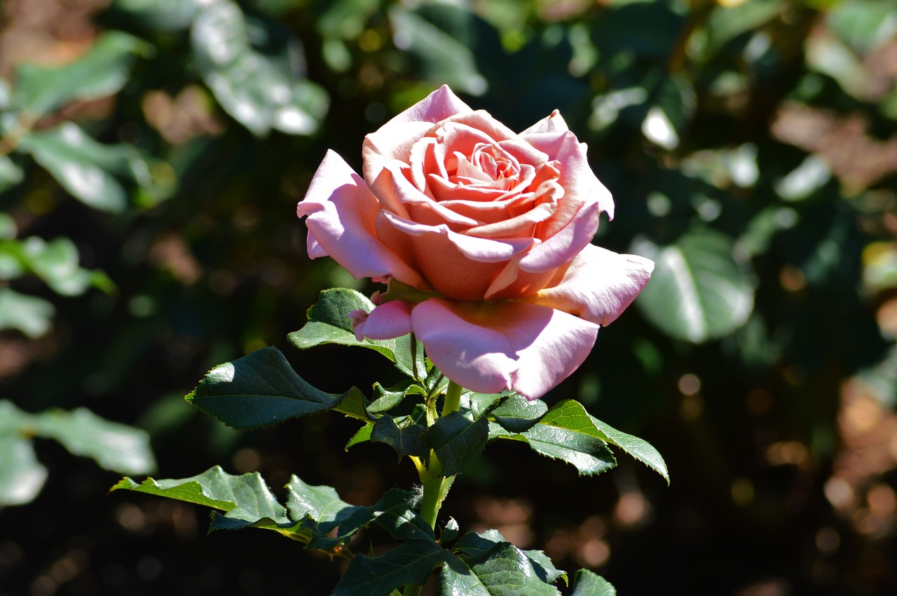 rose chicago botanic gardens flowers free photo