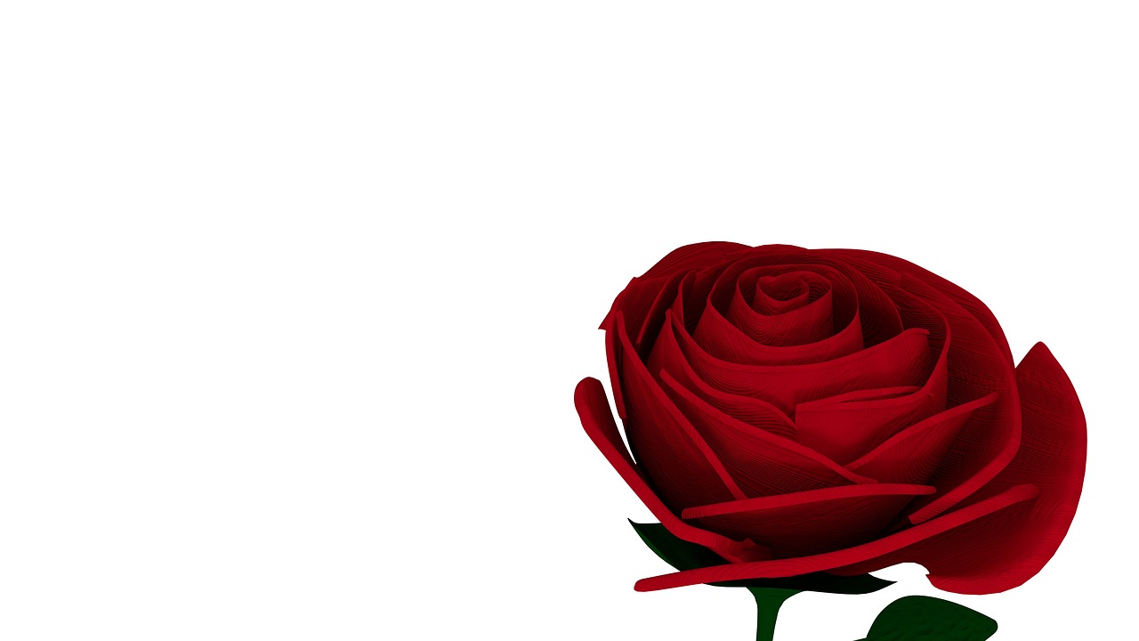 rose red romance free photo