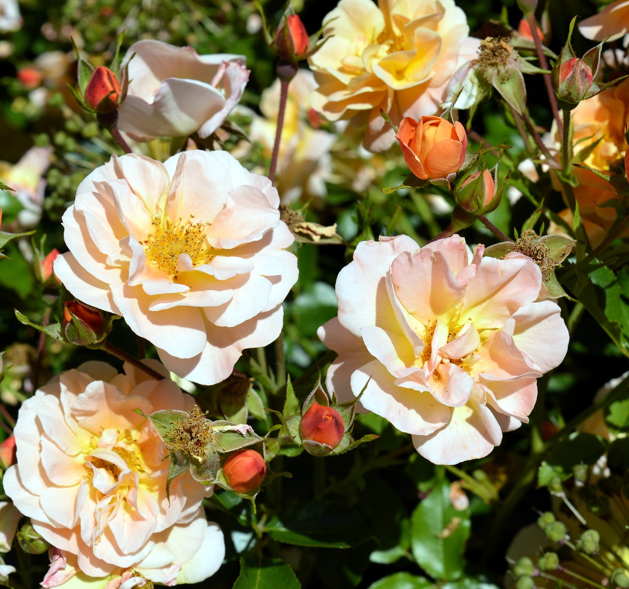 rose floribunda blossom free photo