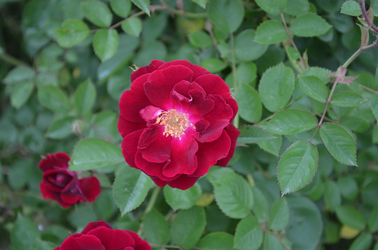 rose flower summer free photo