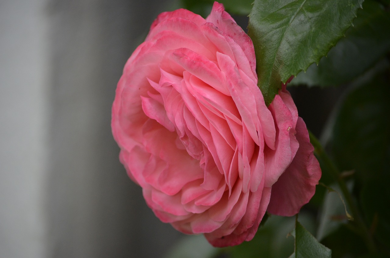 rose flower pink free photo