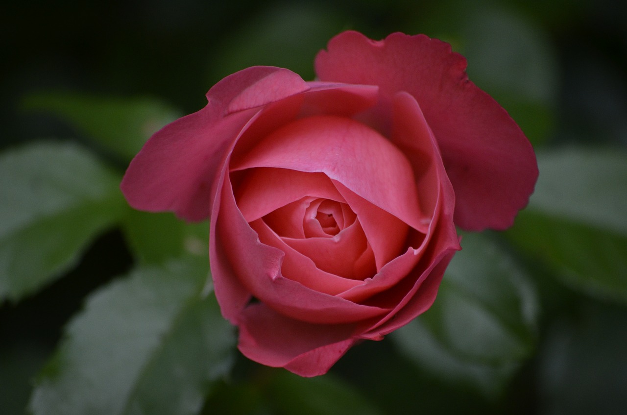 rose bud summer free photo