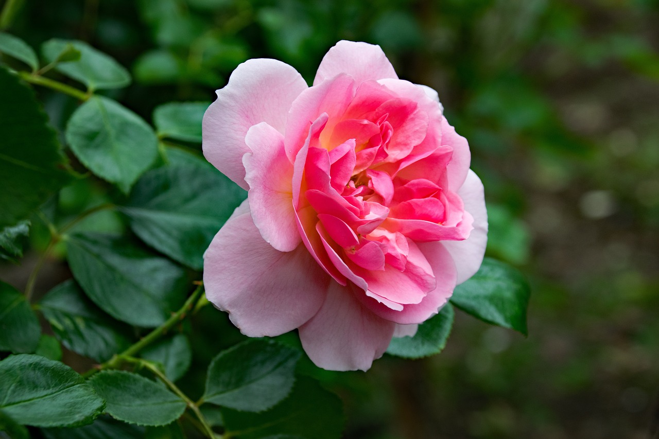 rose pink cloud climbing rose free photo