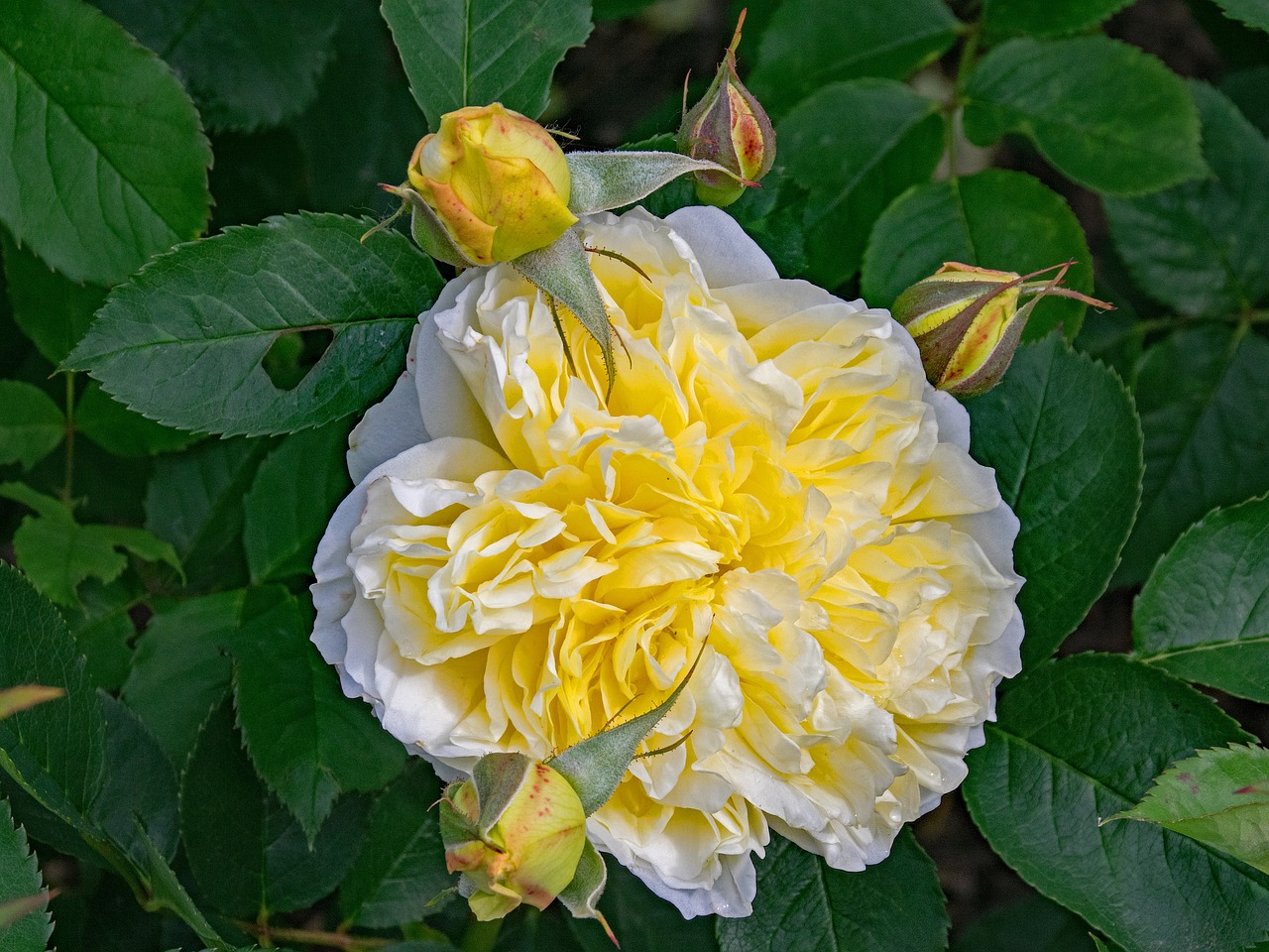 rose pilgrim climbing rose free photo