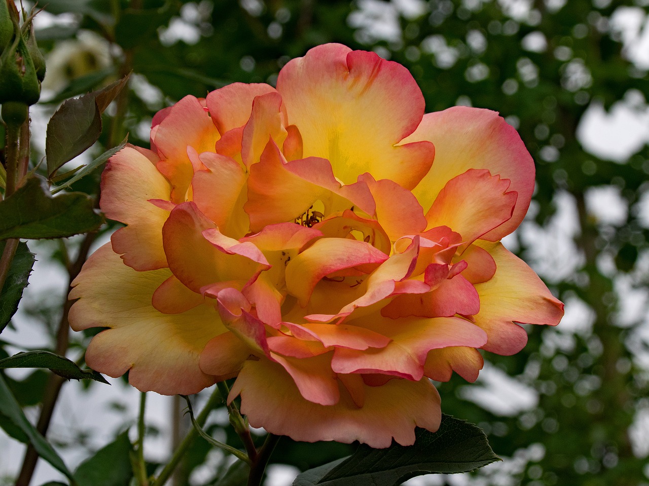 rose parure d'or climbing rose free photo