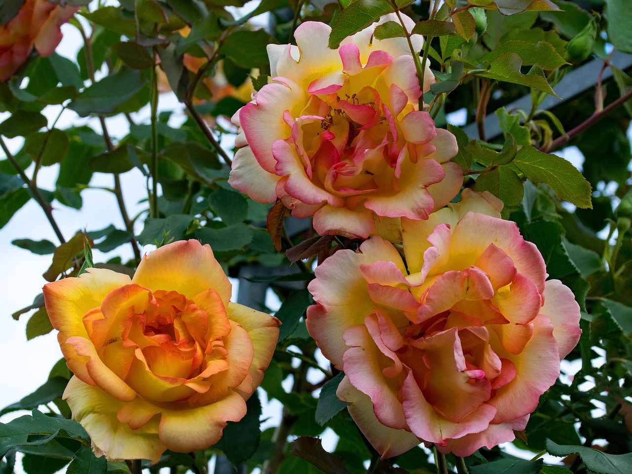 rose parure d'or climbing rose free photo