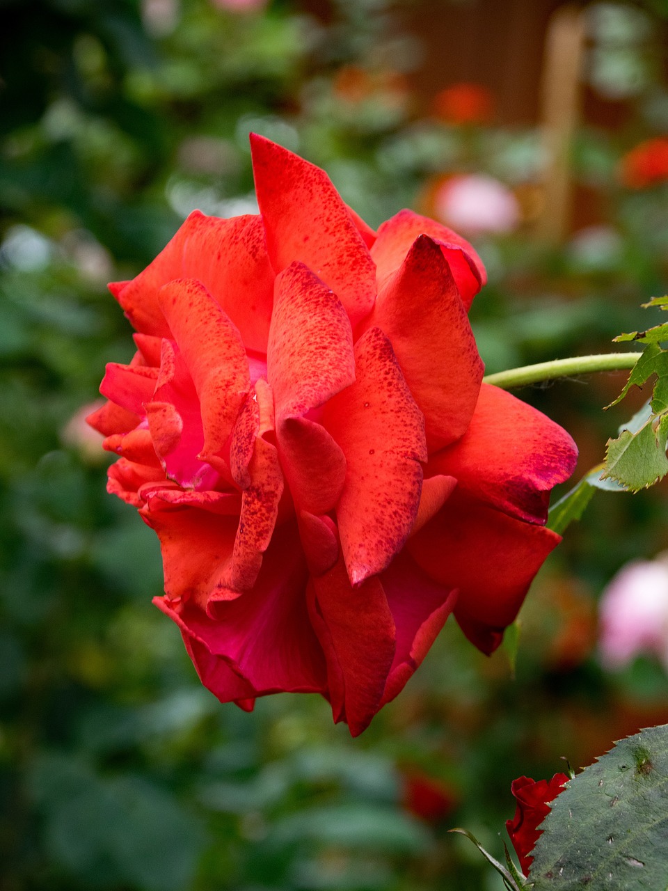 rose edith de martinelli climbing rose free photo