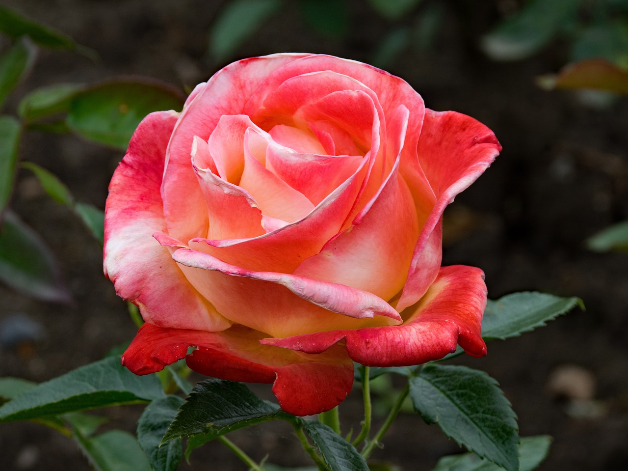 rose vendée impériale floribunda free photo