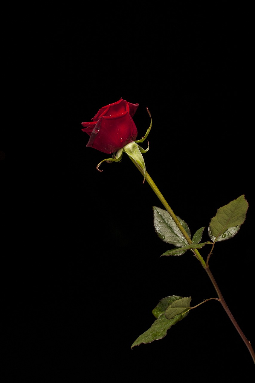 rose red flower free photo