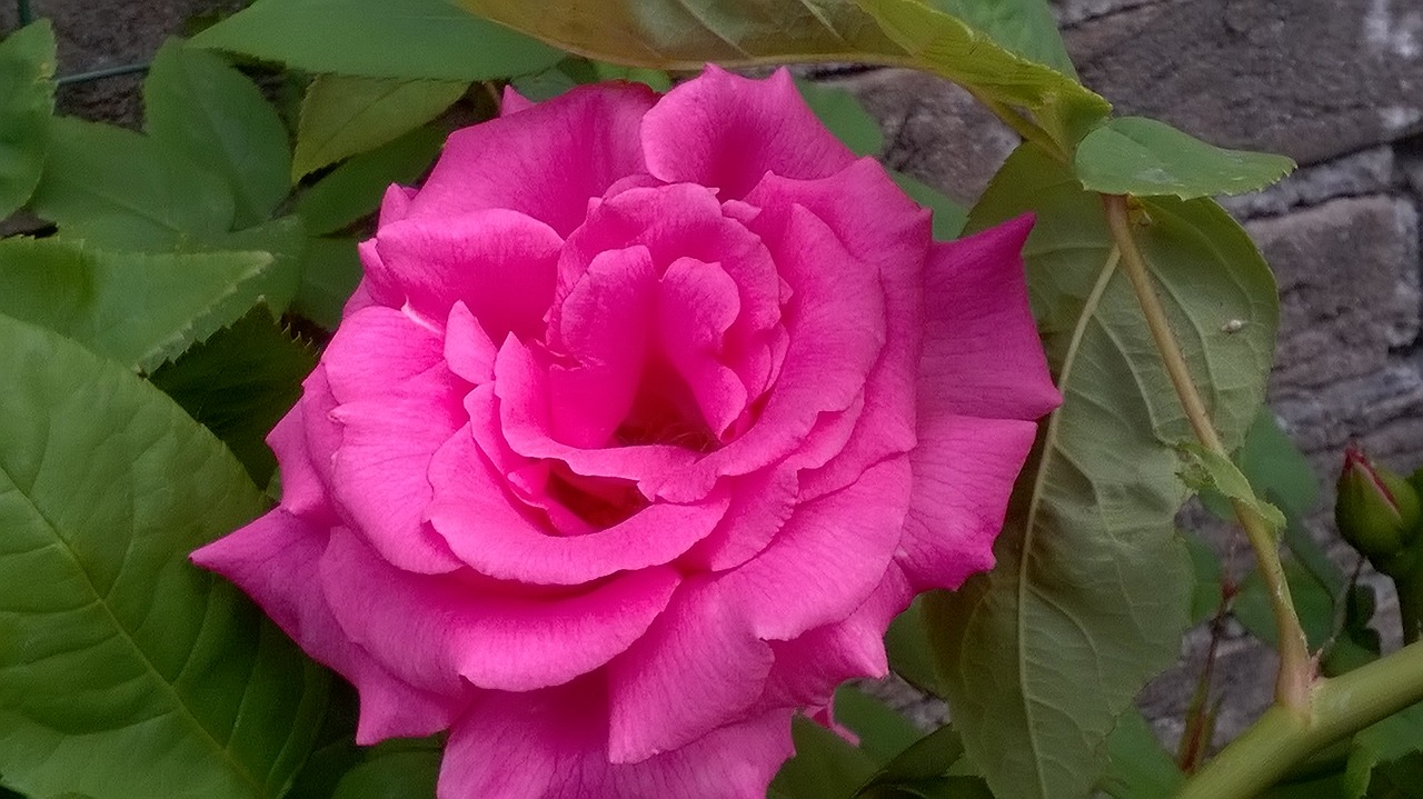 rose flower nature free photo