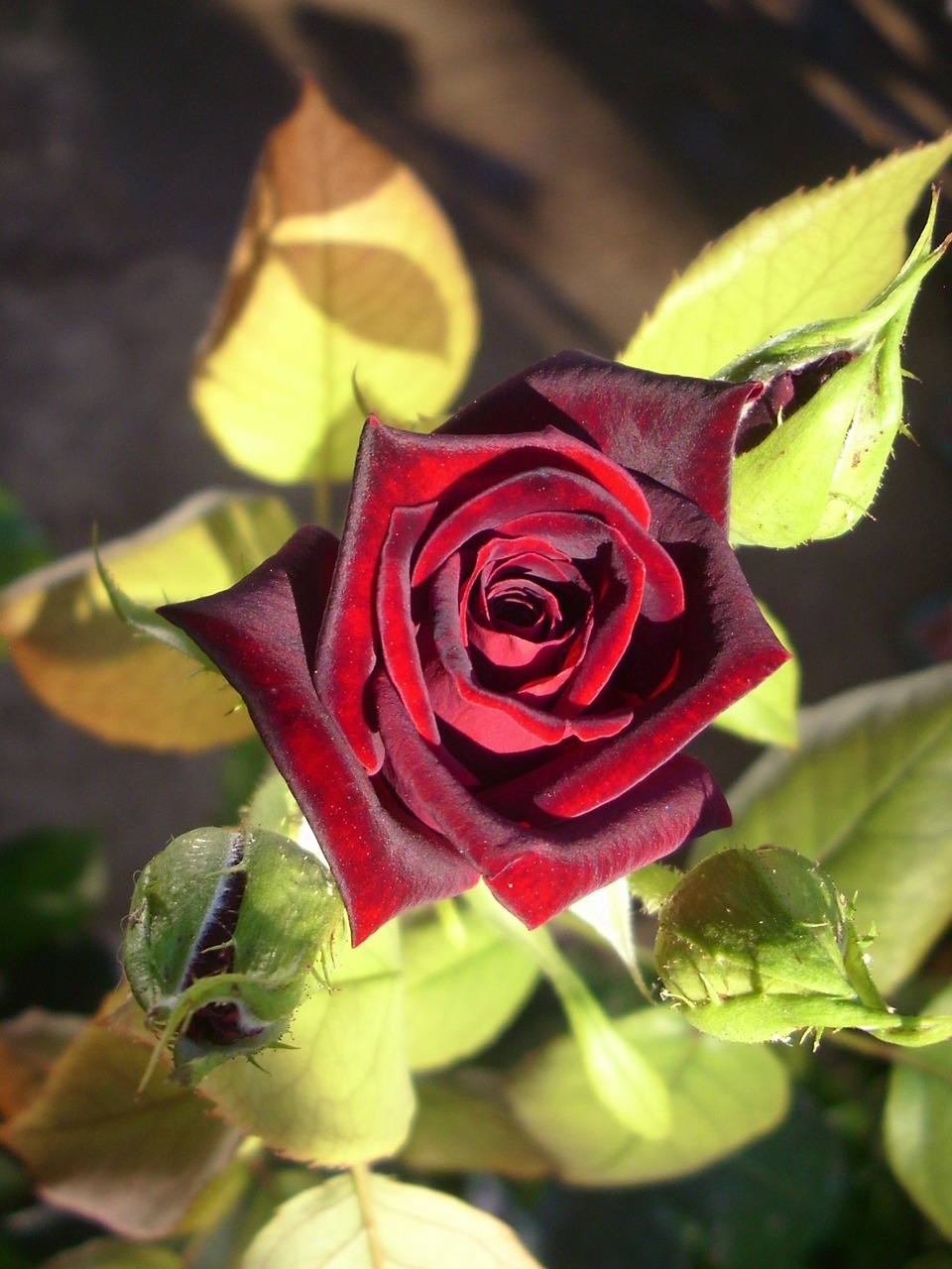 rose red red rose free photo