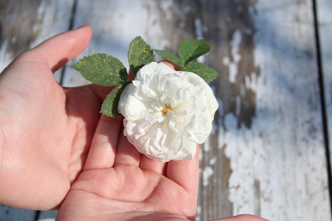 rose white rose flower free photo