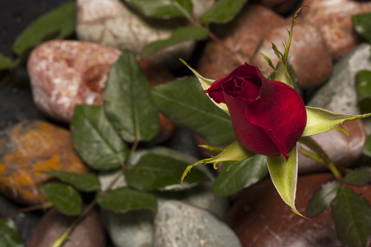 rose red flower free photo