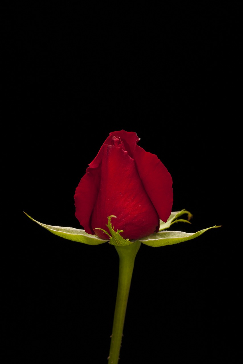 rose red flower free photo